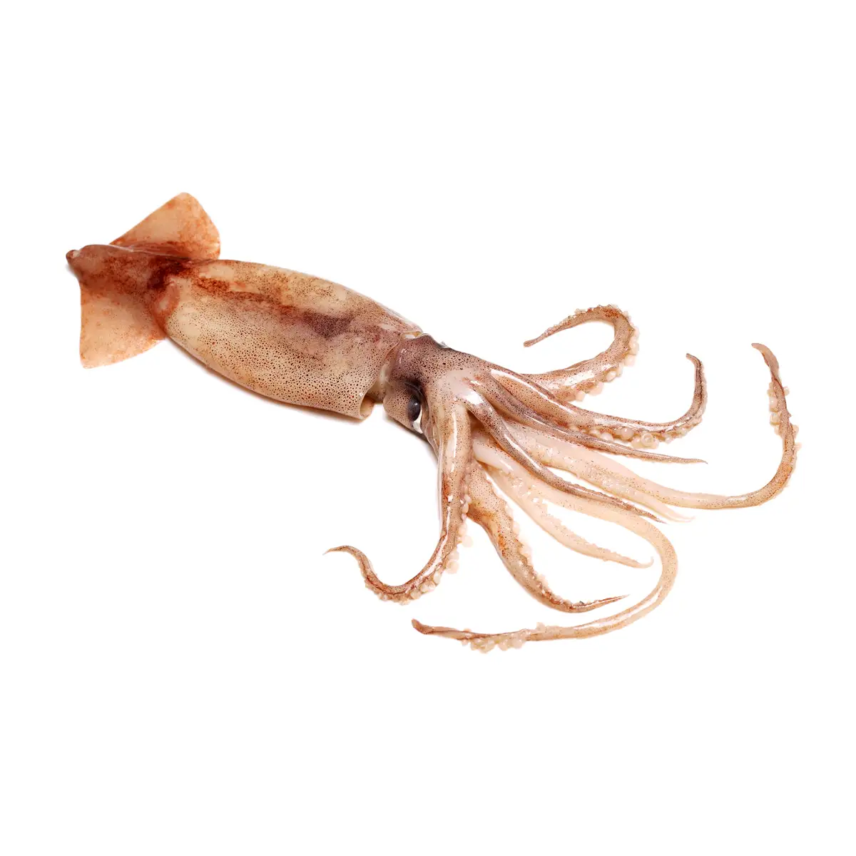 Calamar 