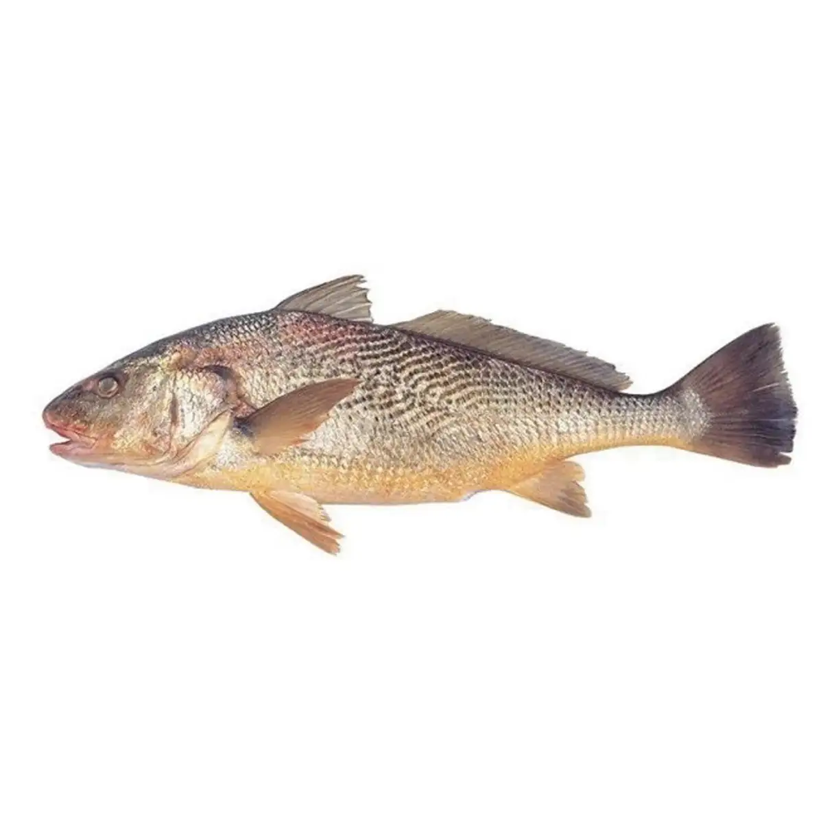 Corvina Rubia 