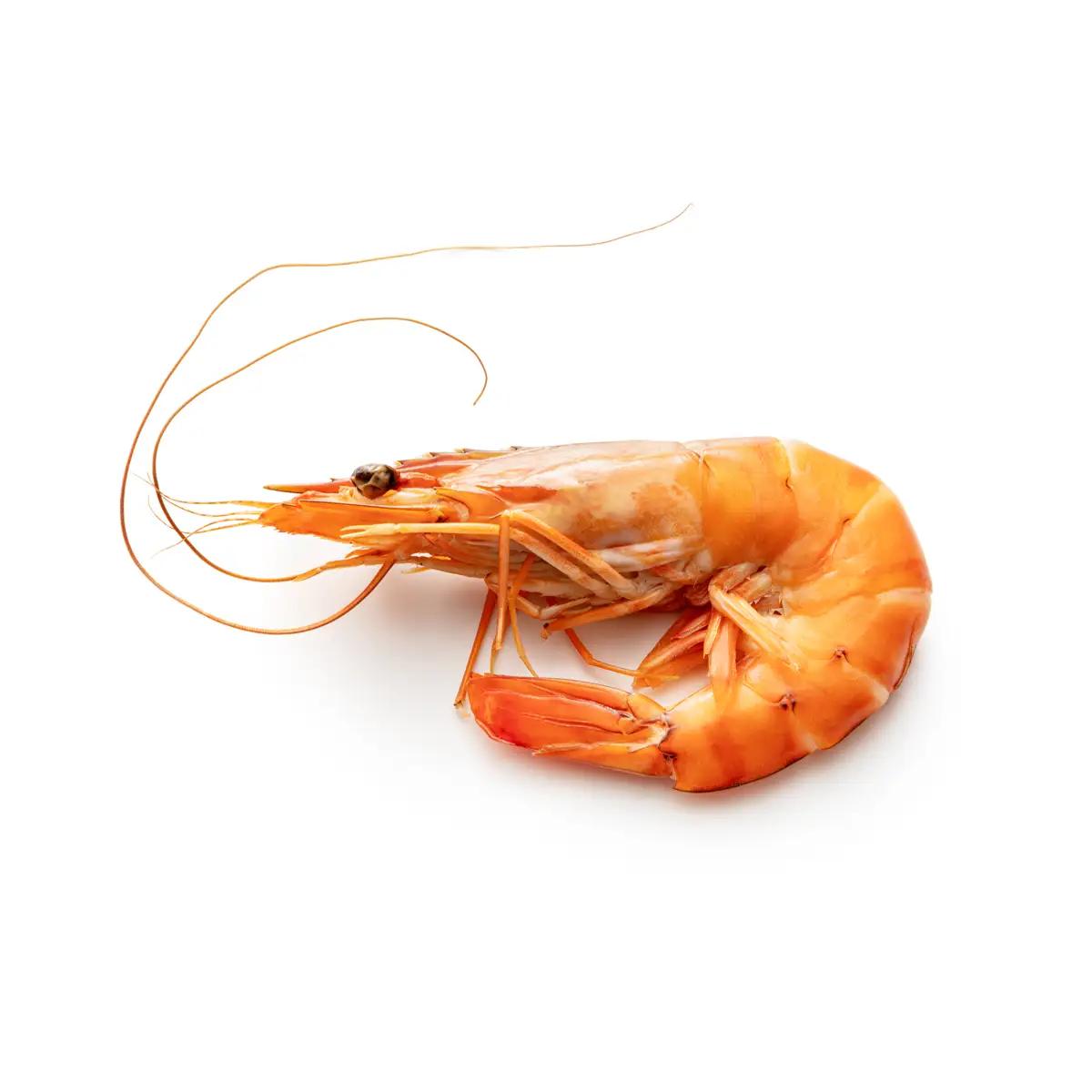 Langostino 