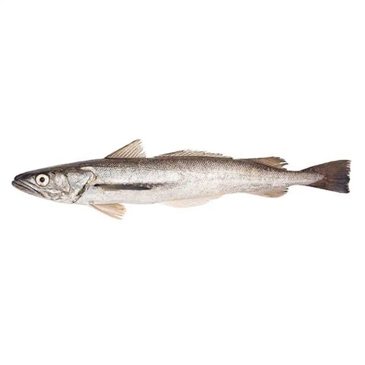 Merluza 