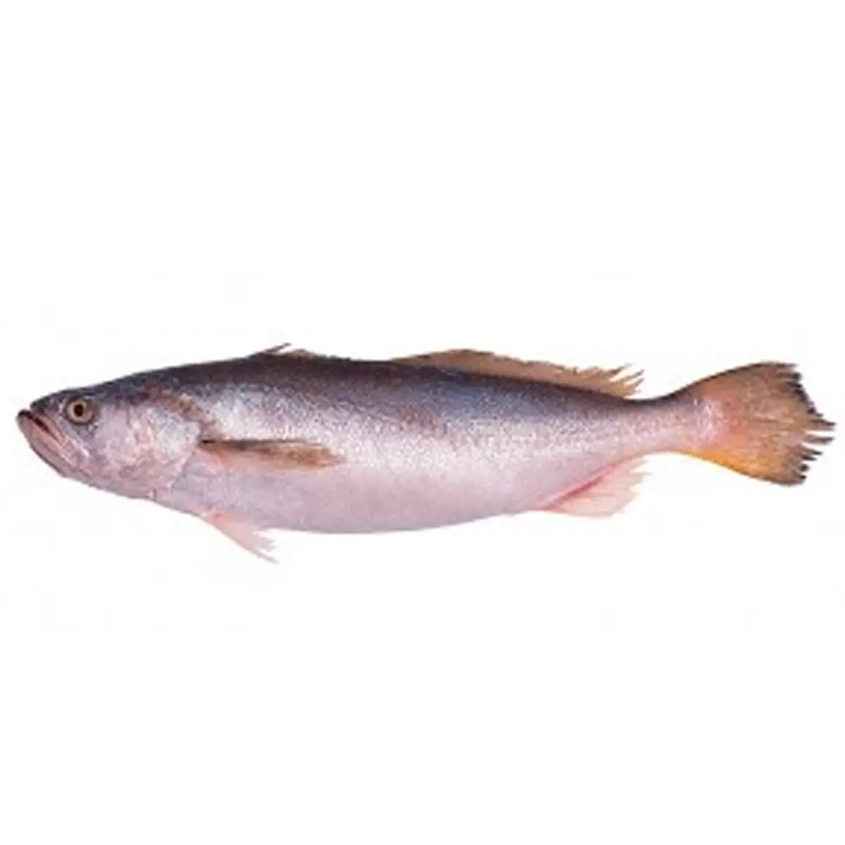 Pescadillas real 