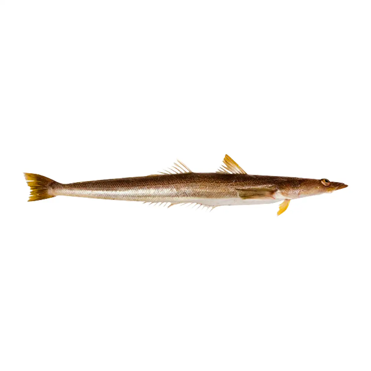 Pez Palo 