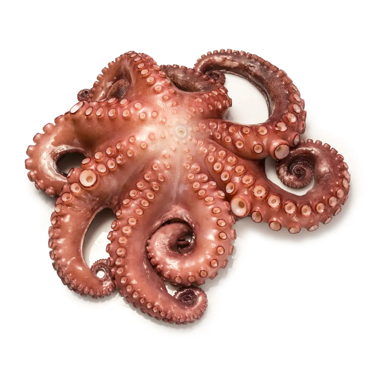 Pulpo 