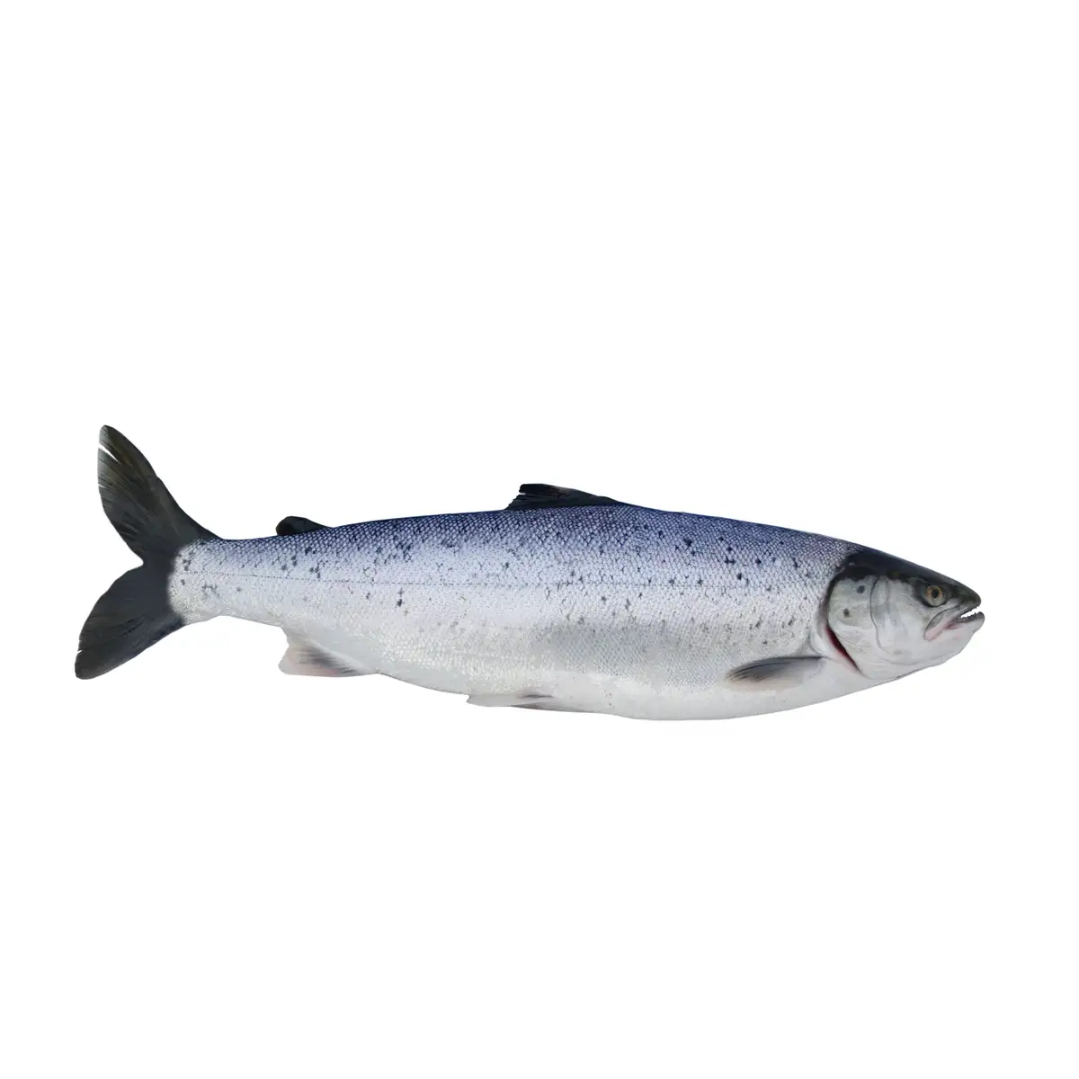 Salmón Salar 