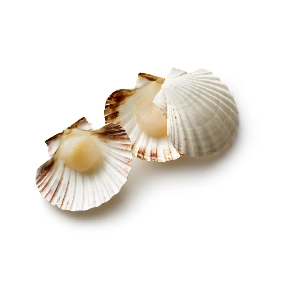 Vieiras 
